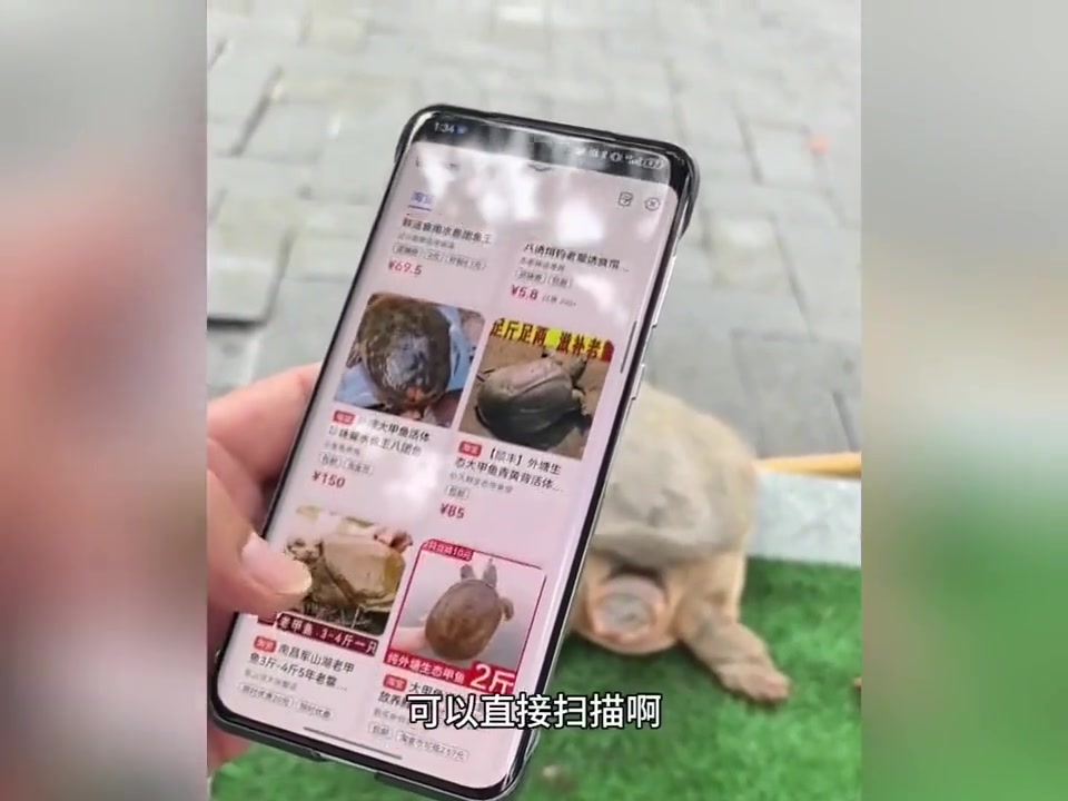 男子用豆包识破街头卖野生甲鱼套路