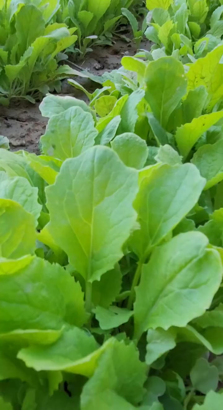 我种的毛白菜,早安!