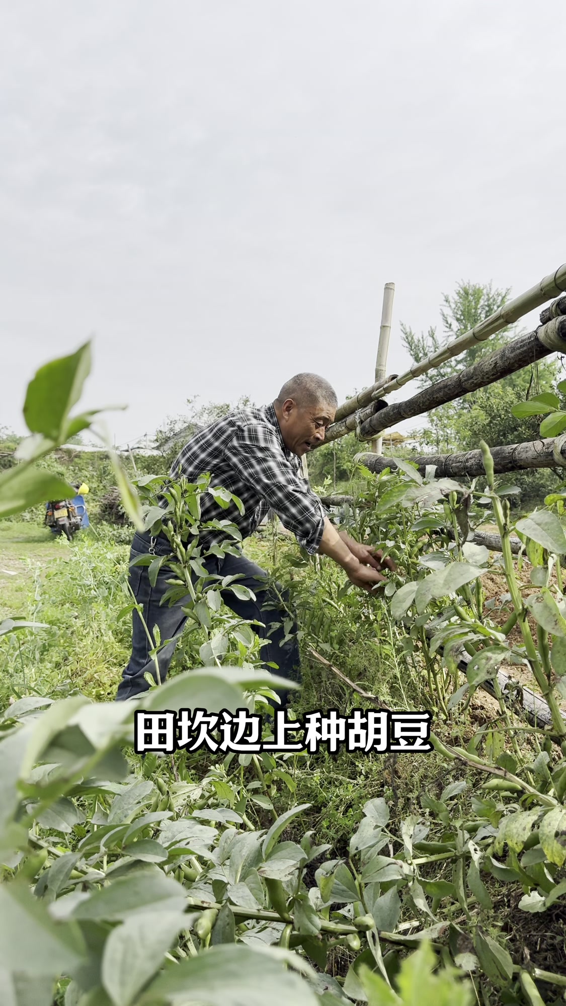 蚕豆在我们这里也叫胡豆,用它炒茴香吃鲜香味十足。蚕豆做法和蚕豆的保存方法。#农村美食##蚕