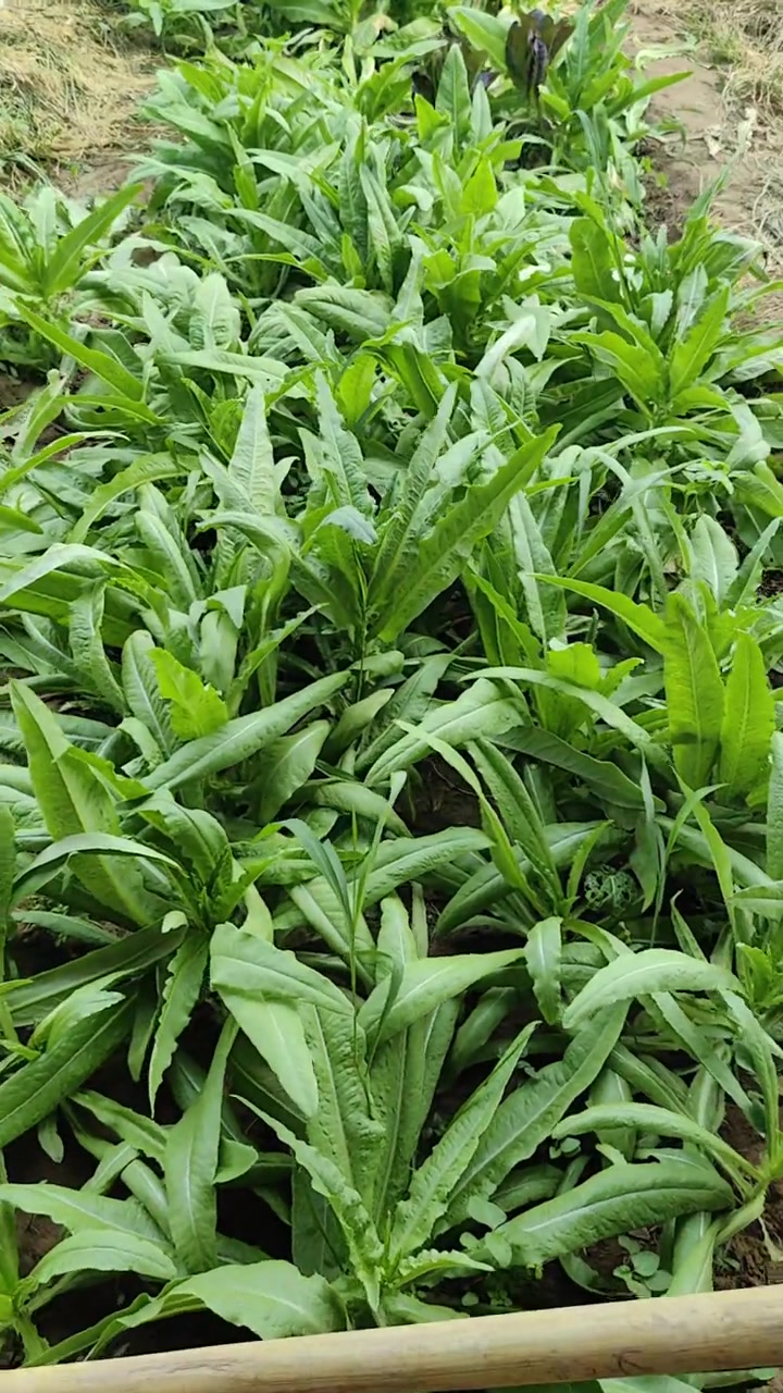 本地小苗芹菜上市了