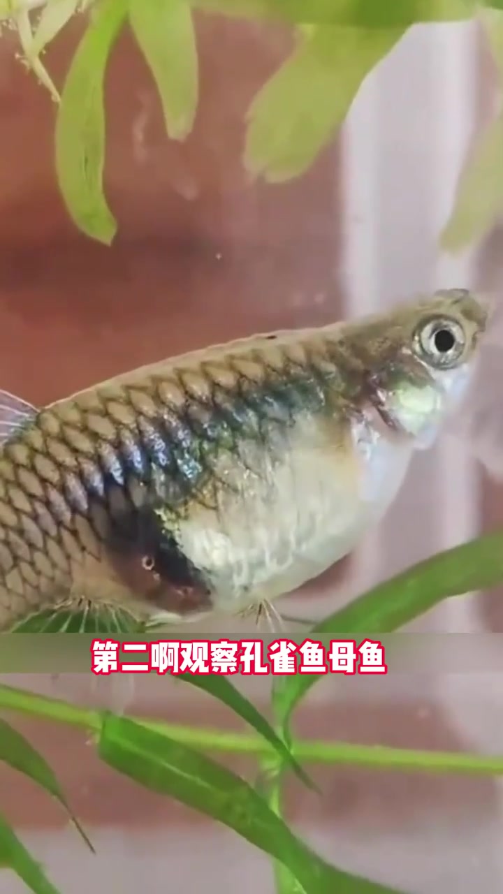 如何判断孔雀鱼是否要生产了？