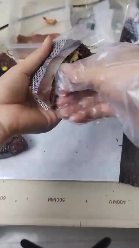 好吃的紫米饭团快学起来!