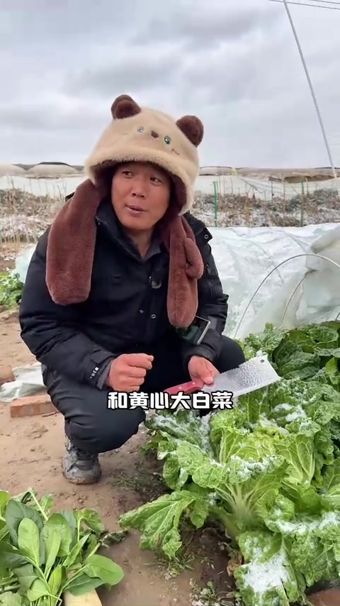 什么大白菜好吃
