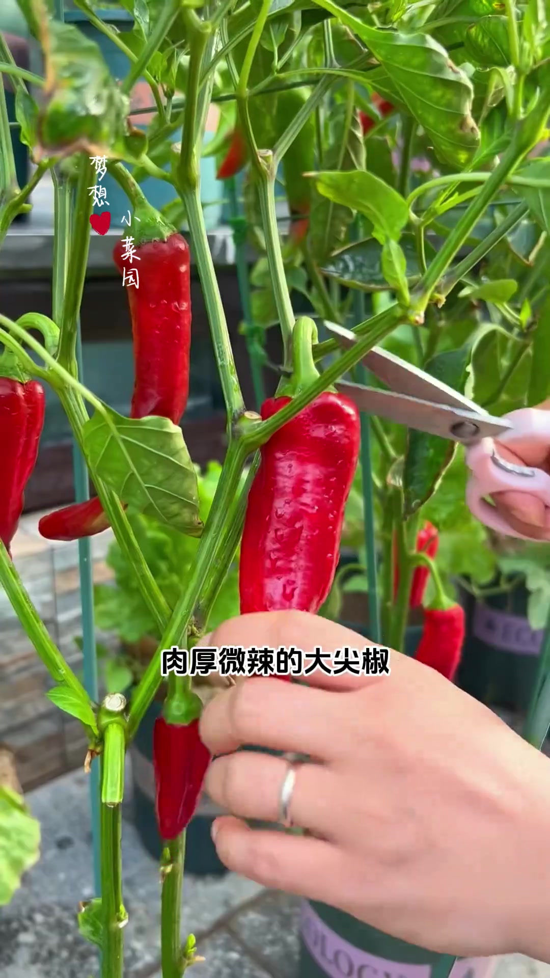 来看看贵阳小院都种了什么蔬菜瓜果
