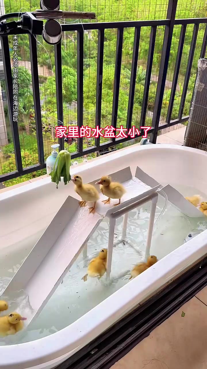 你们让我给鸭子换个大点的水盆，家里空间有限，就带他们到河边游玩吧！#童年的快乐就这么简单 