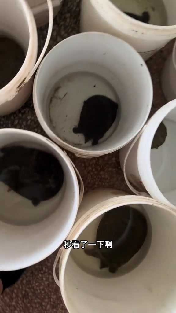 没个纯野货,基本是生态甲鱼和虾塘甲,老板给我要80/斤,我觉得贵