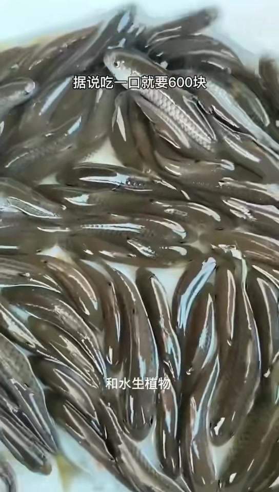 优质军鱼苗