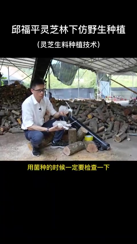 农村创业难，逮到机会跟紧干。灵芝生料栽培技术分享给大家
