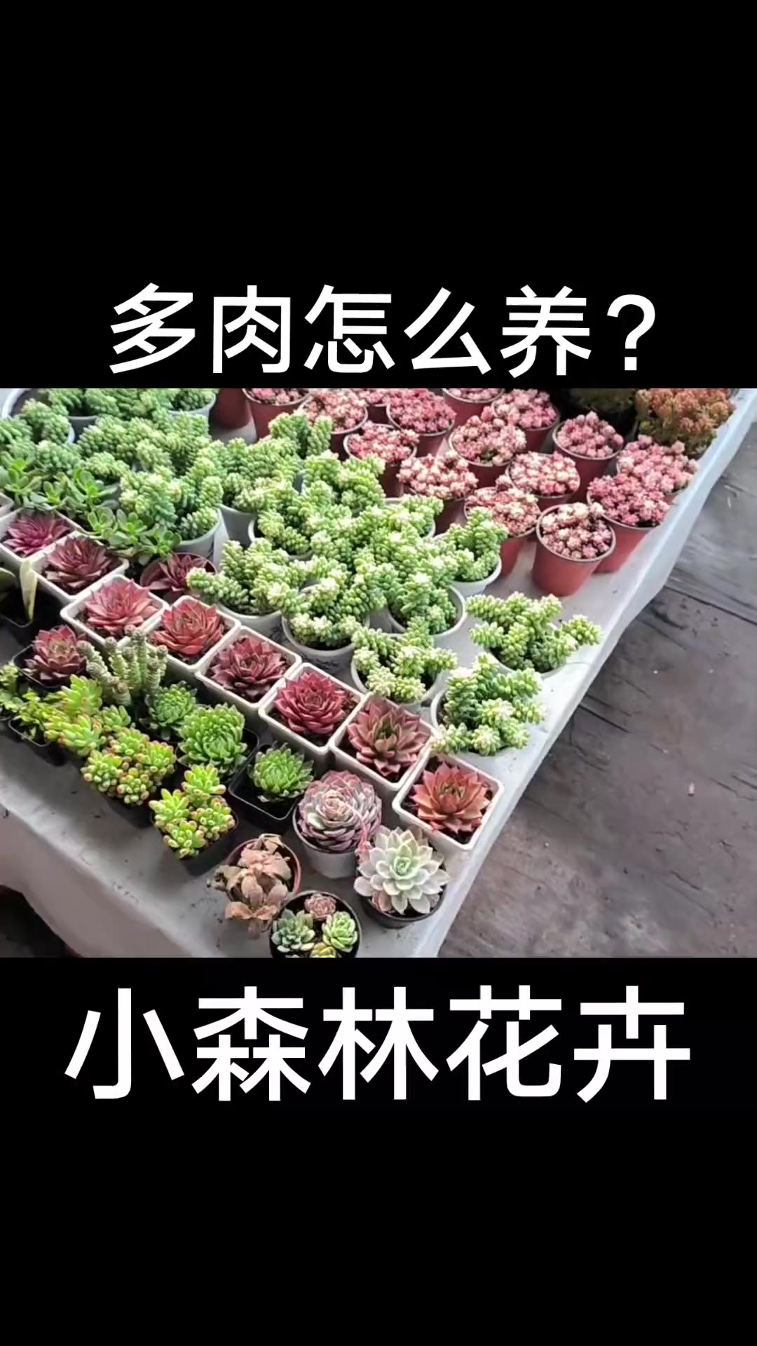 多肉怎么养?怎么浇水?怎么施肥