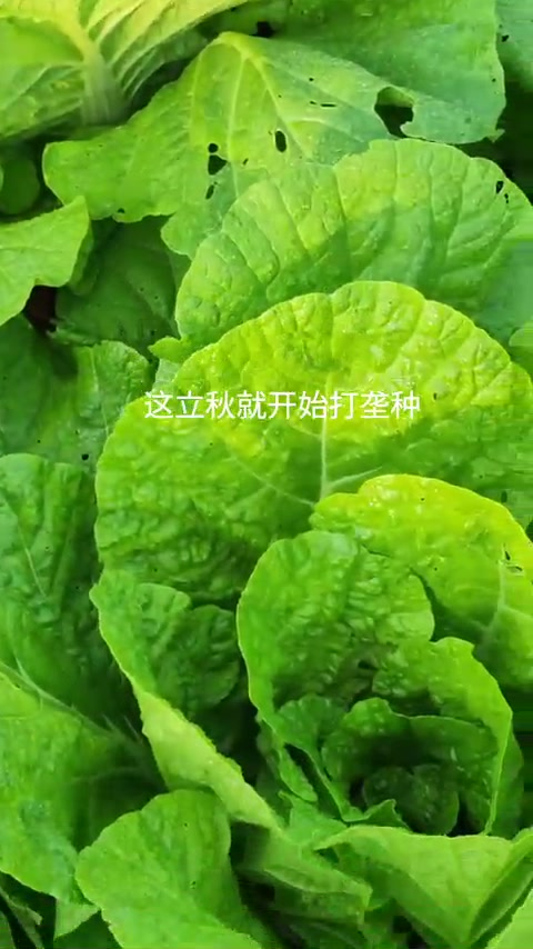 有了菜园地,今年也学着种点大白菜