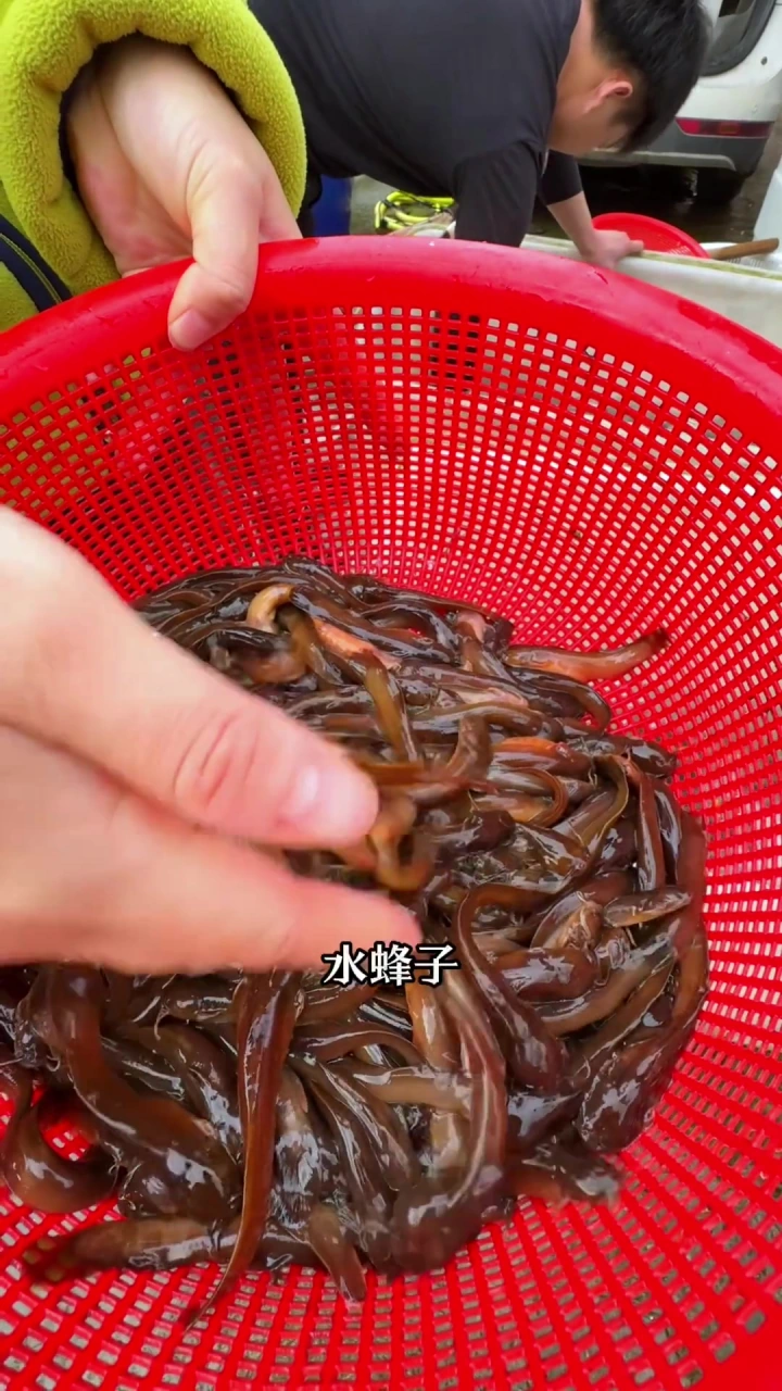 桂林溪流鱼,原生态美味,季节限定,愈发珍贵!
