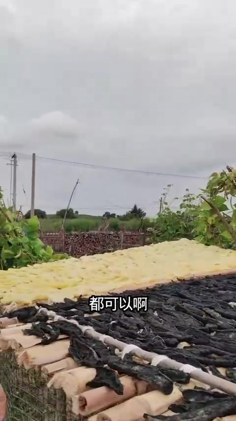 农村晒干菜季节到了，用老方法晒农家菜，你喜欢吗？