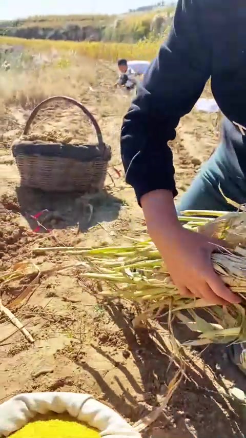 我的乡村生活,陕北正宗黄小米,粗粮细作老百姓的最爱