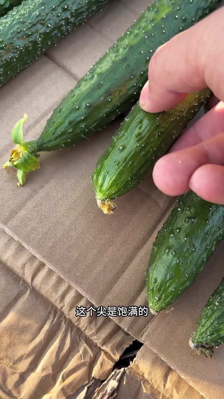 第42集|黄瓜怎么挑?怎么挑选好吃的黄瓜?蔬菜水果挑选小技巧?#买菜攻略 #吃好喝好过春天
