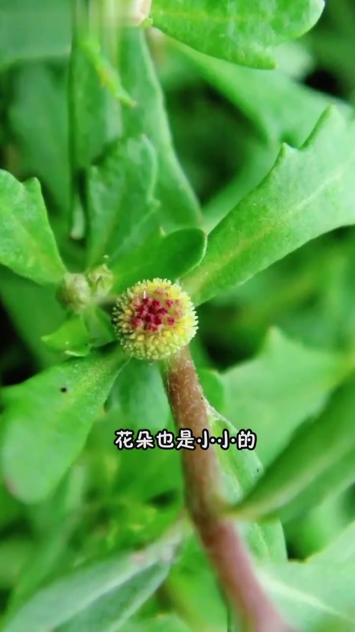 健康提醒,鹅不食草治鼻炎!
