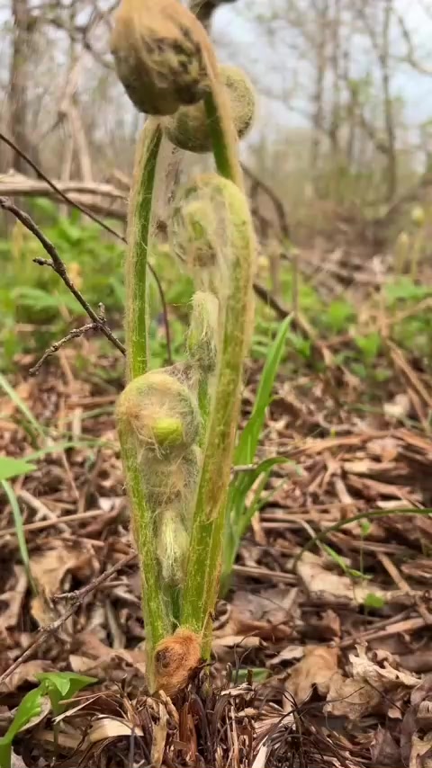 给大家分享三种山野菜