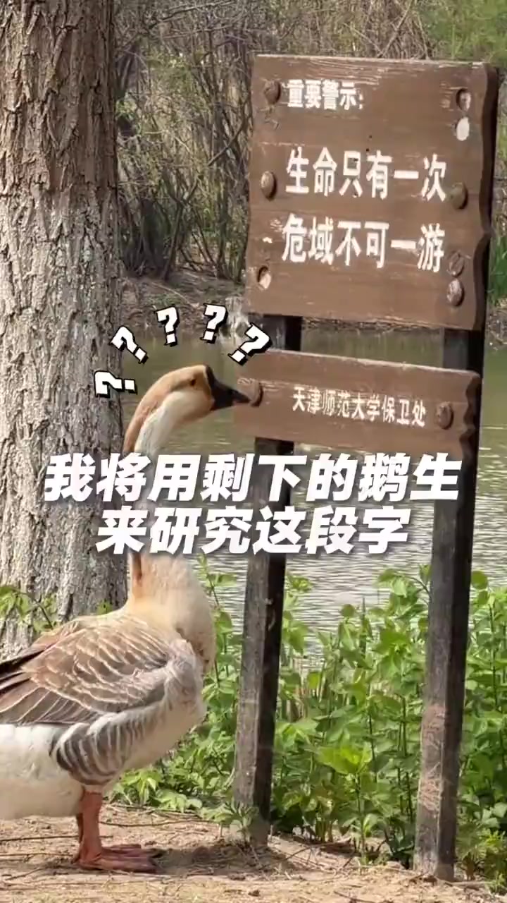 游了这么久水的鹅在看到警示牌后，也入了“鹅生”思考……网友：是上过大学的鹅，还认识字 #鹅