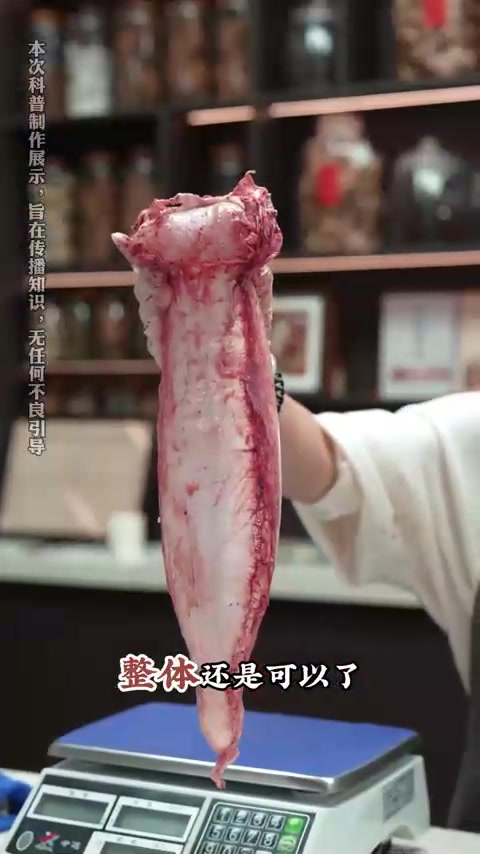 开走形赤嘴鳘取胶真刺激,听这脆响声,鱼胶够厚!