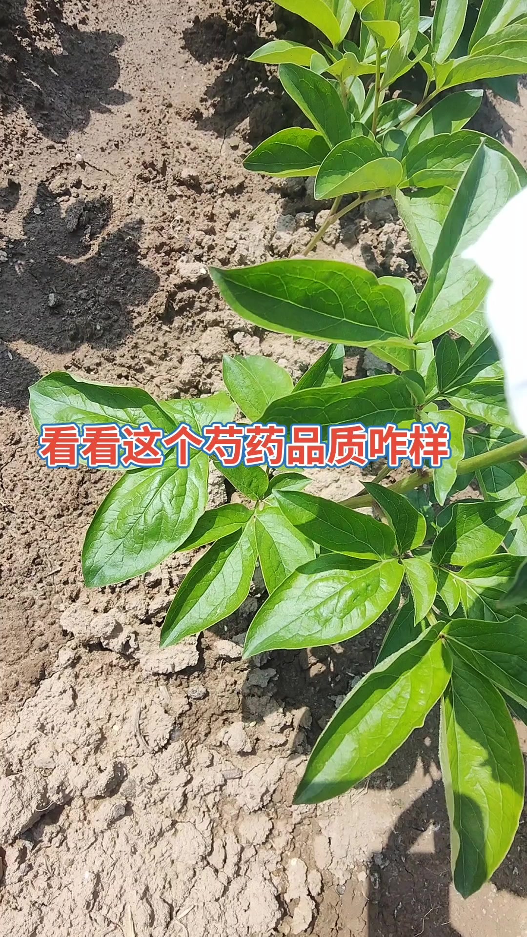 看看这个芍药品种咋样