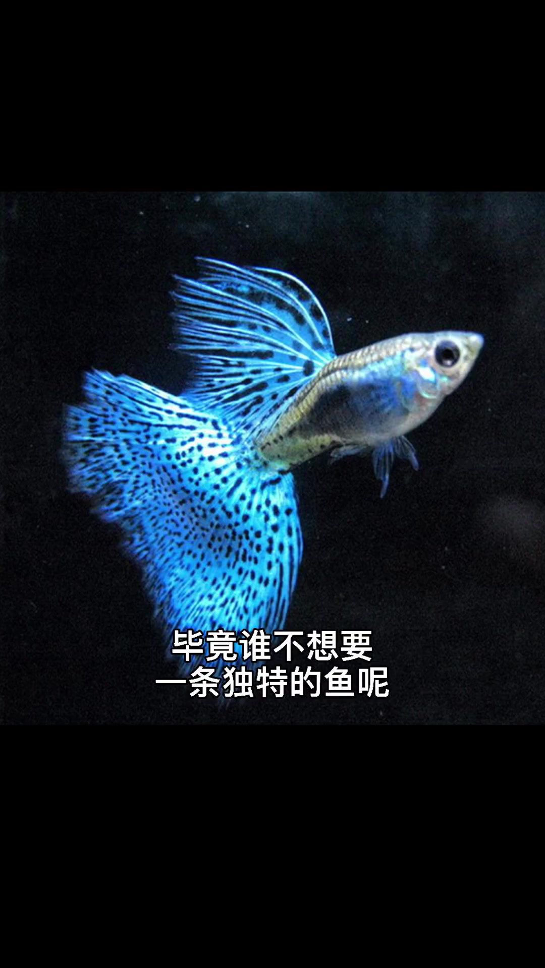 盘点十大热门观赏鱼，你家有养吗？