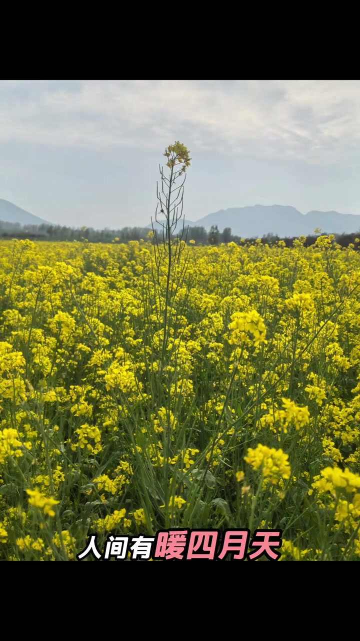 家乡的油菜花海 家乡的油菜花和家乡的麦田一样广袤无垠