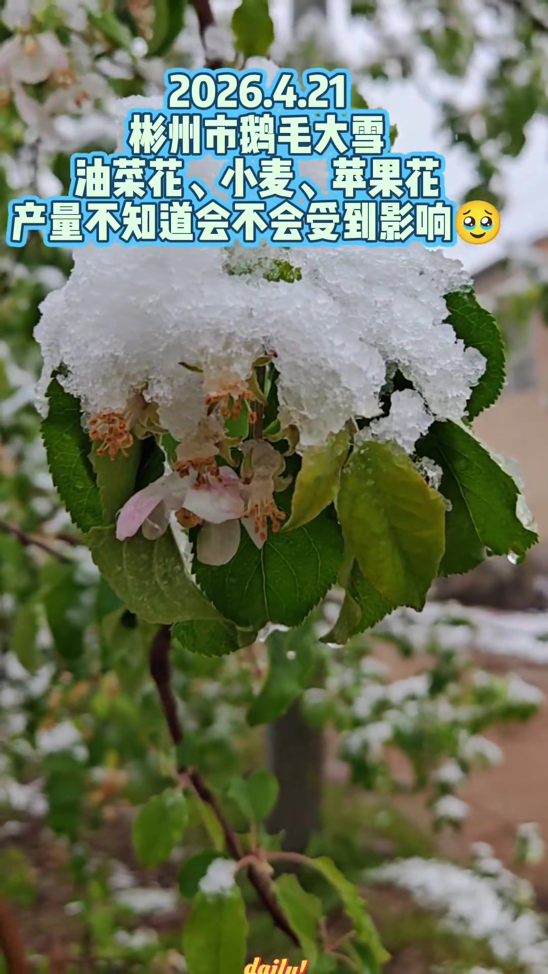 彬州市鹅毛大雪中的油菜花、小麦、苹果花