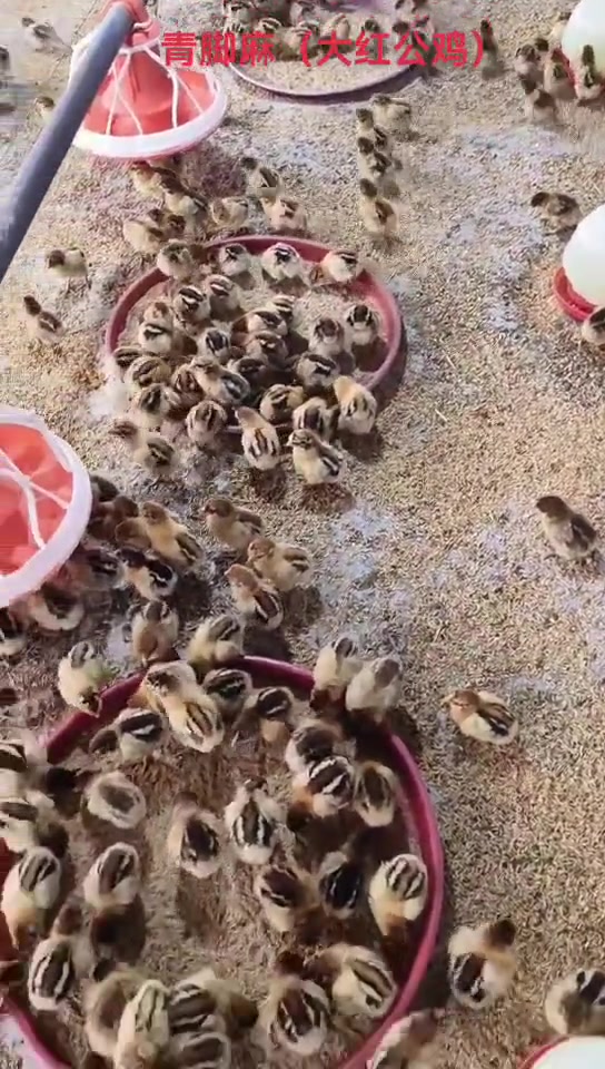 第一天的青脚麻大红公鸡小鸡苗活泼可爱
