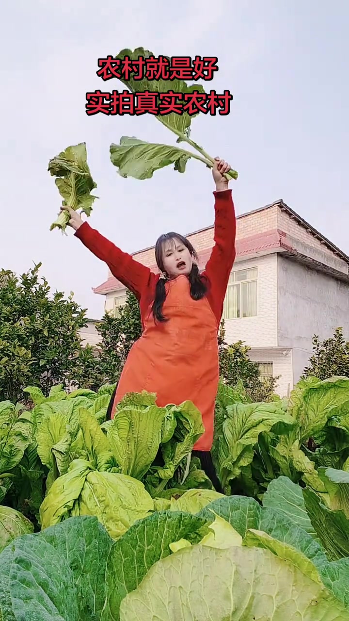 我的农村生活，亲手摘菜享自然馈赠