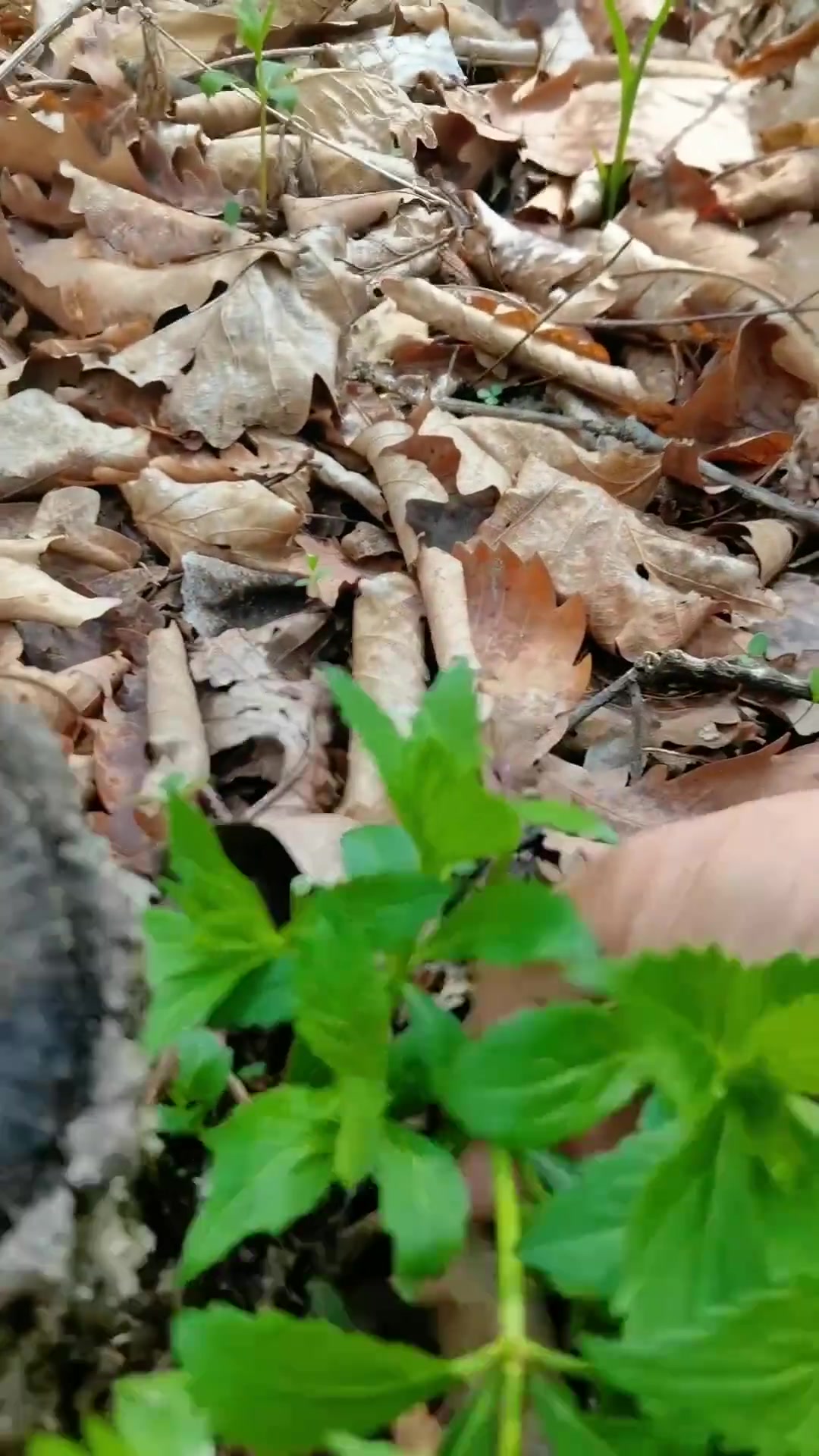 野生四叶菜居然是山野菜中的王者