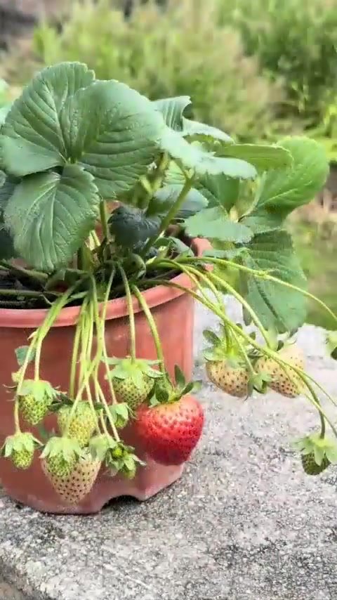 用芥菜芽做的呛菜你们吃过吗？这也是我的童年味道