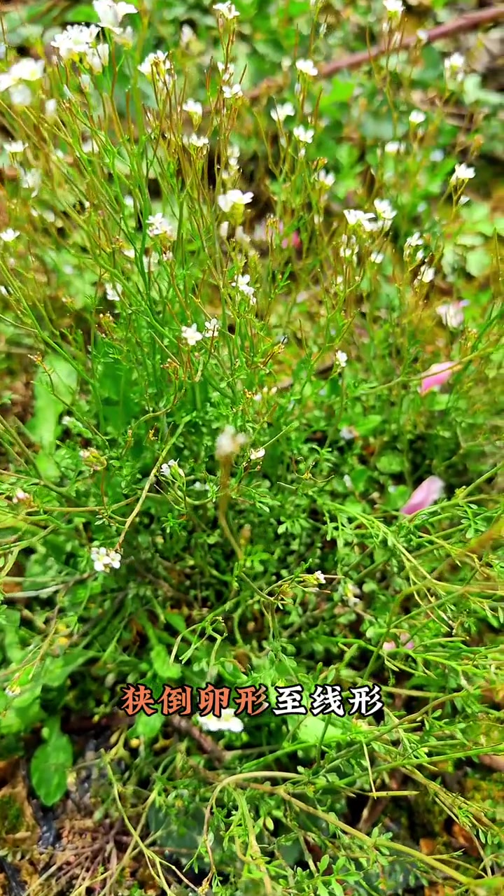 植物百科：碎米荠科普