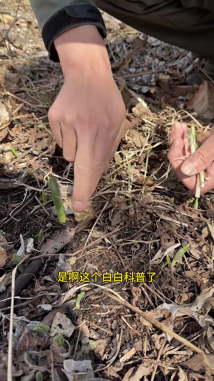 今天上山收获颇丰,采到了山糜子,还捡到了自然脱落的小鹿角。#幸福乡村春耕季 #春耕星农人大