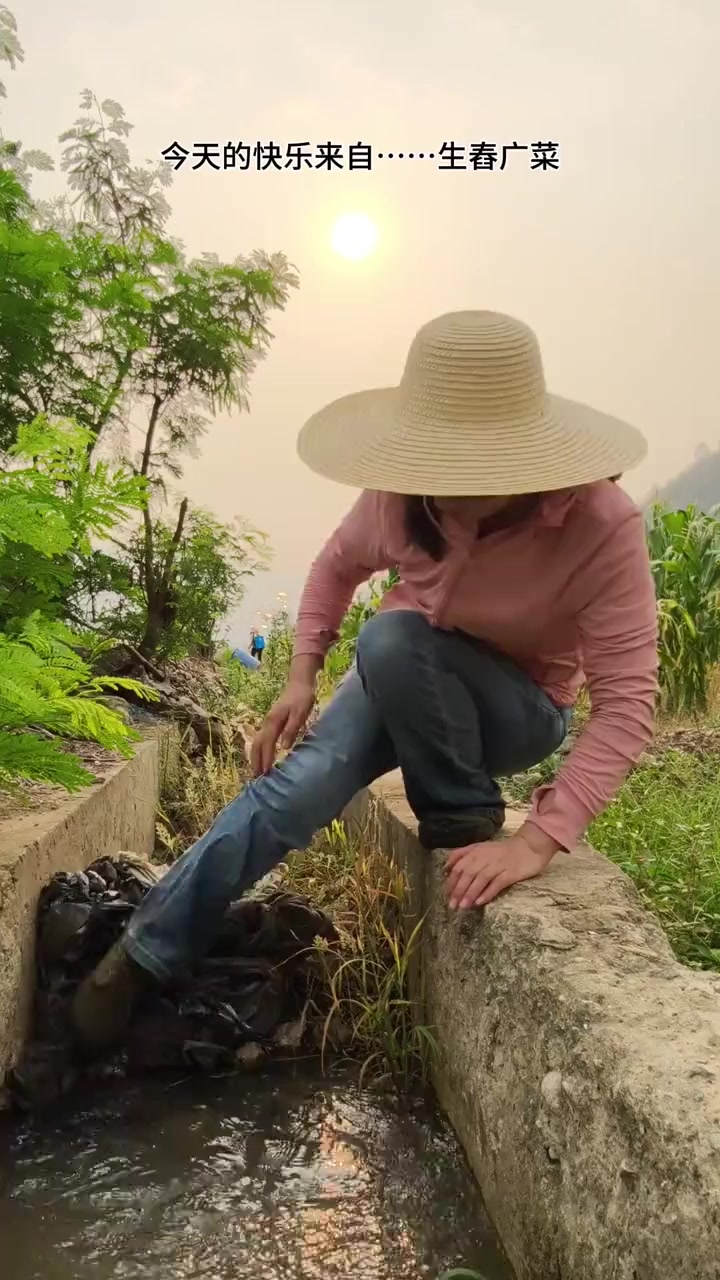 它不是芋头杆,它有专属的名字……广菜