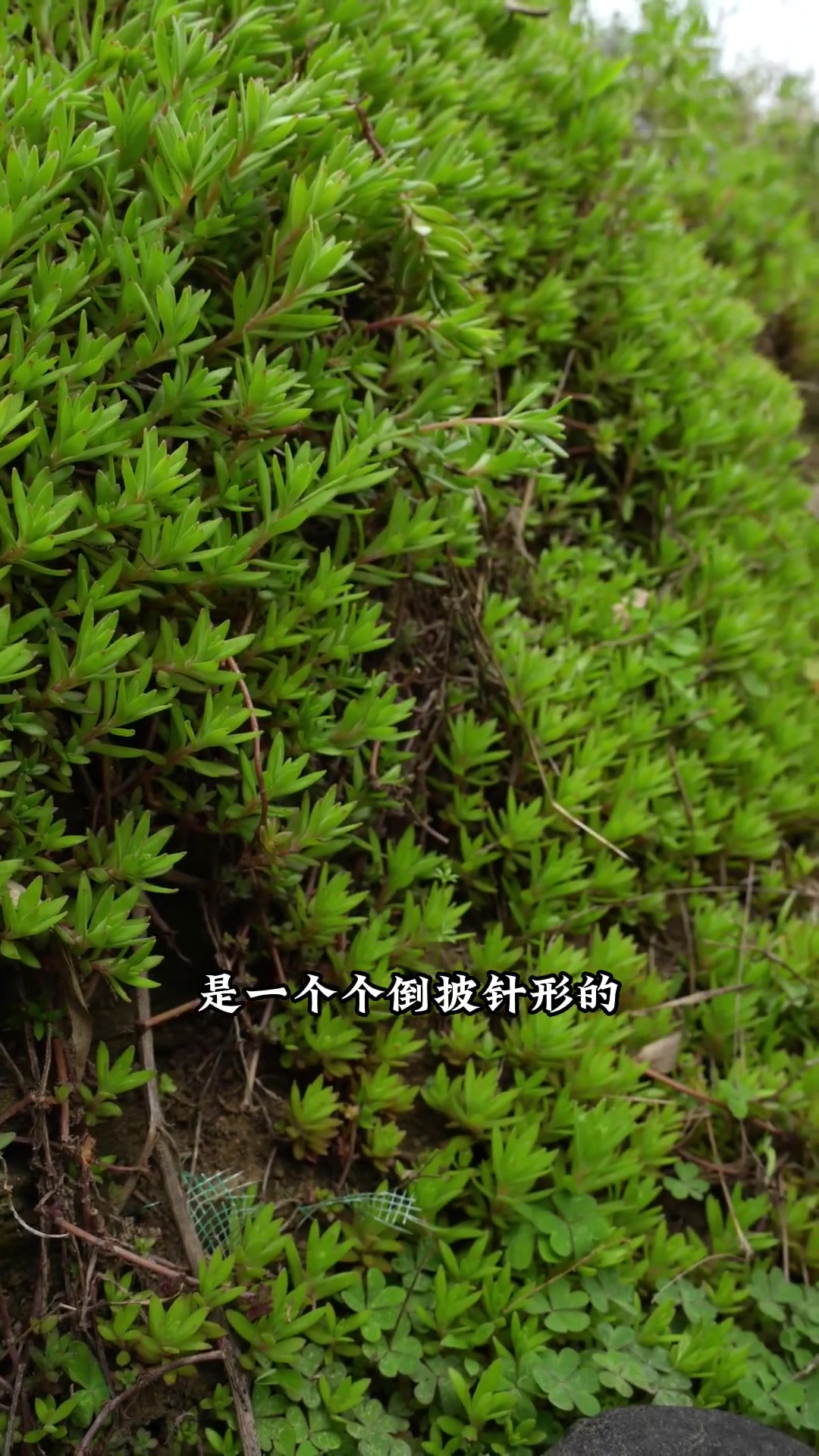 你们认识多少种多肉植物呢？