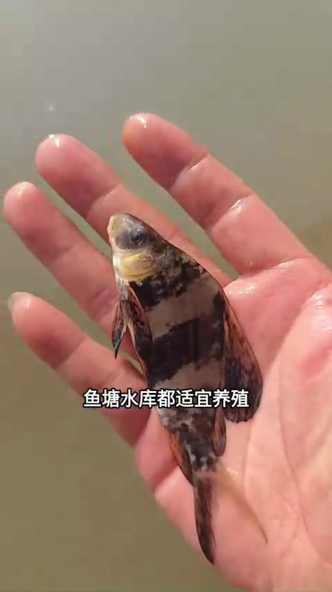 胭脂鱼(一帆风顺鱼)养殖要点及野生保护