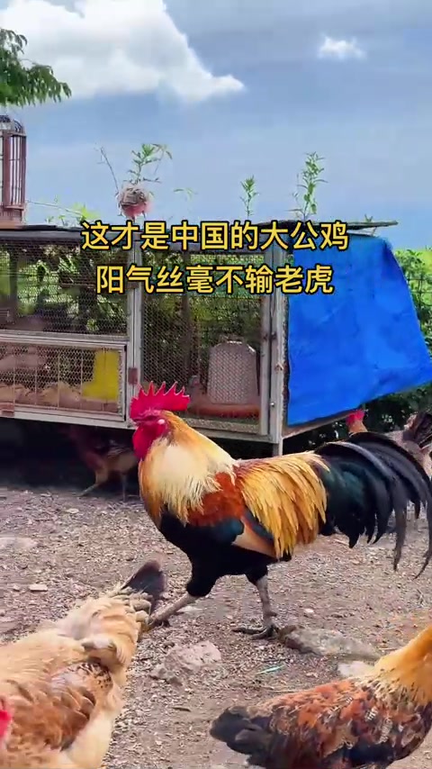 黄金五彩大公鸡，中国最漂亮的大公鸡！