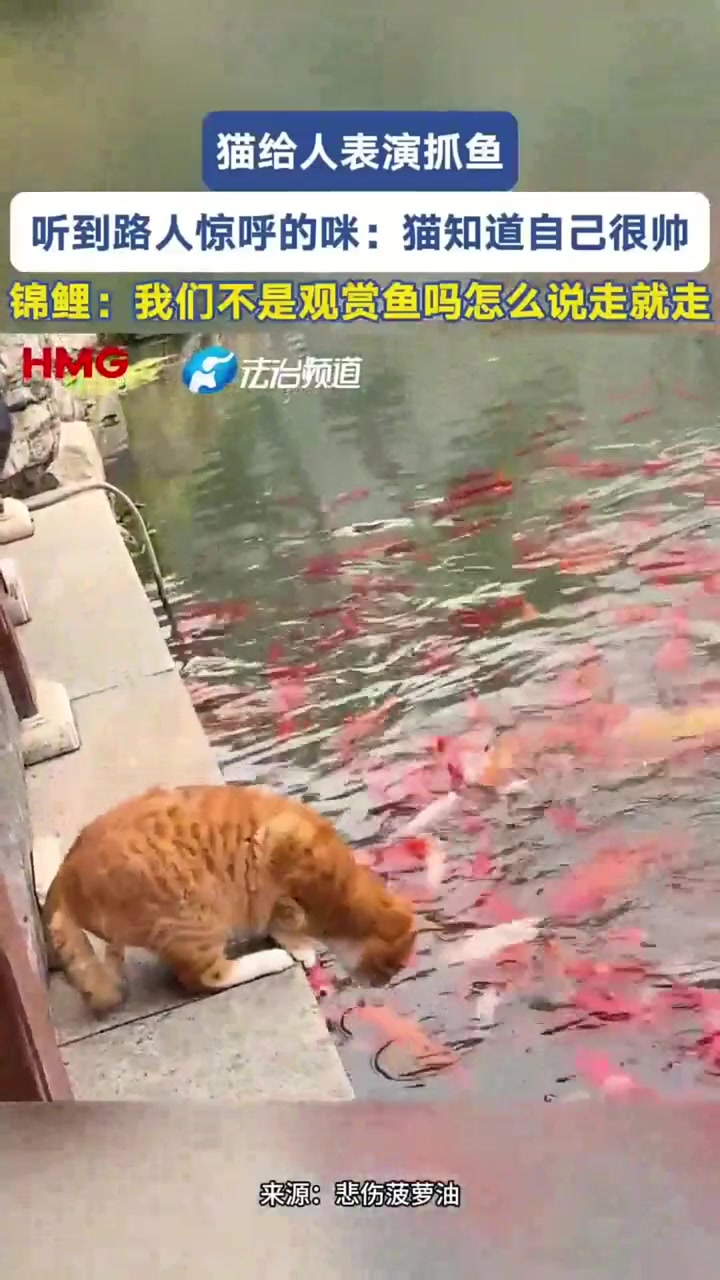 猫给人表演抓鱼听到路人惊呼的咪:猫知道自己很帅锦鲤:我们不是观赏鱼吗怎么说走就走~f