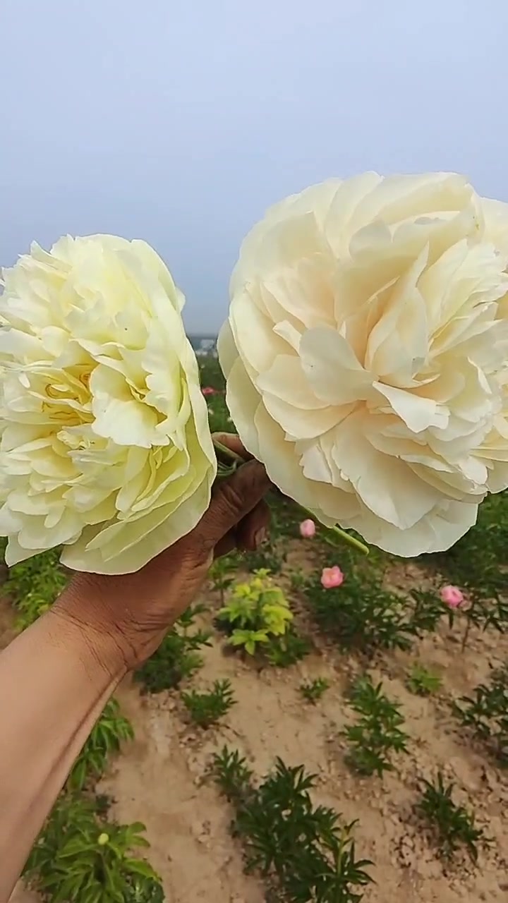 这两个芍药品种哪个好看