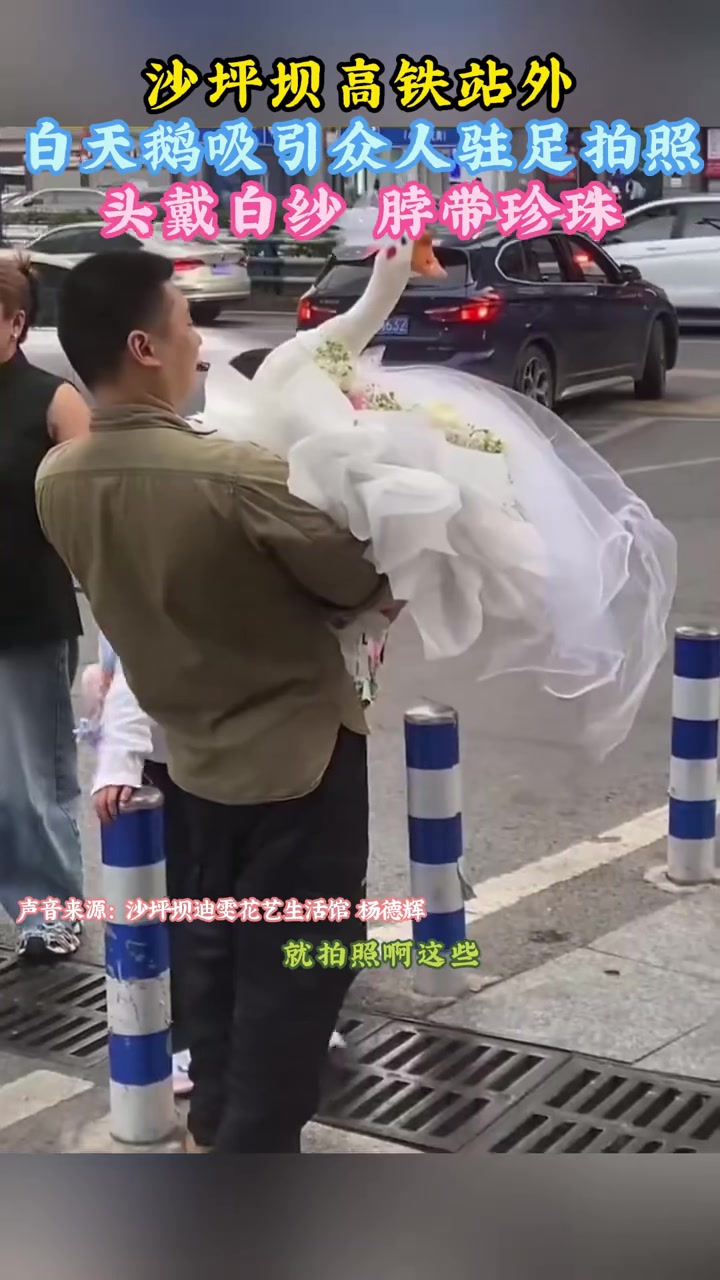 沙坪坝高铁站外 白天鹅吸引众人驻足拍照 头戴白纱 脖带珍珠