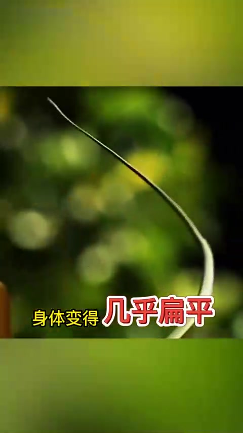 会飞的金花蛇到底有什么秘密?