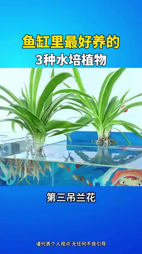 鱼缸里3种好养水培植物,养一种半年不换水!