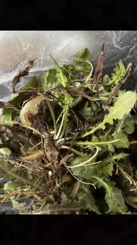 有几种野菜可以食用?荠菜、大苦菜、蒲公英、苦菜,今天挖了一点