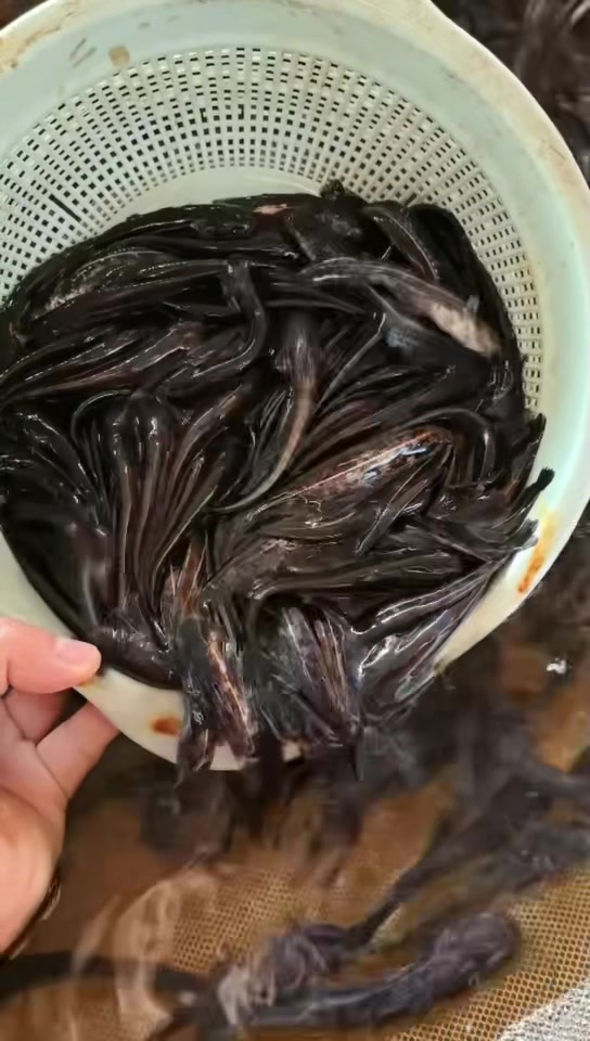 大口鲶鱼苗