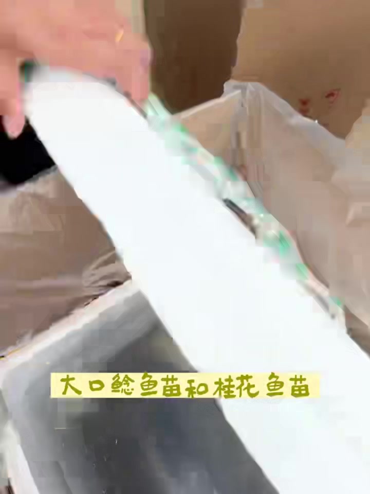 好苗不怕看,实拍装车发货全过程