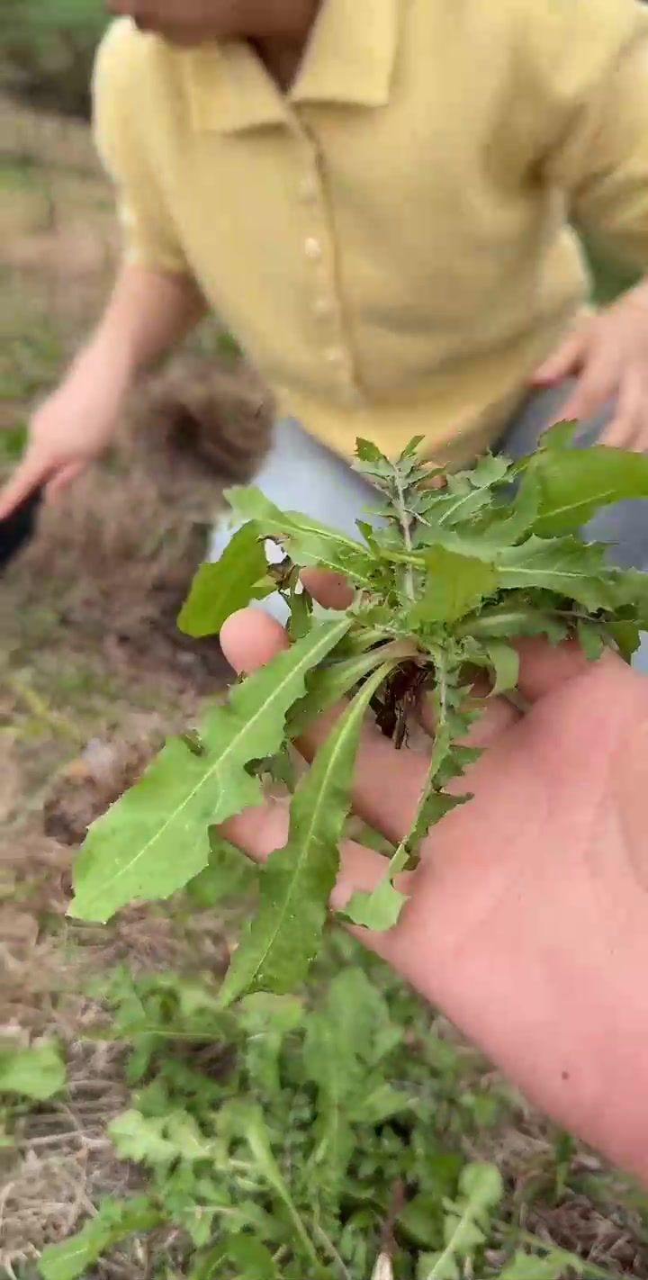 野菜全出来了,婆婆丁,野荠菜,野葱,鱼腥草,大自然赋予的美味