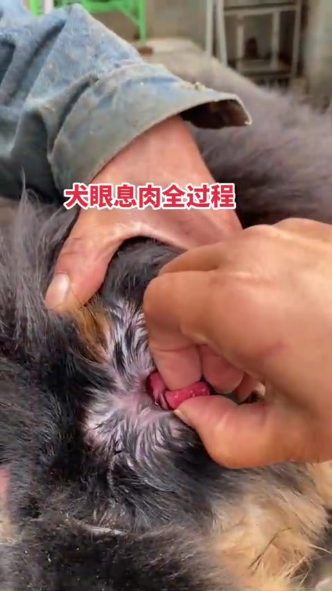 犬眼息肉处理:下眼睑黑色边夹止血钳,最后一步剪