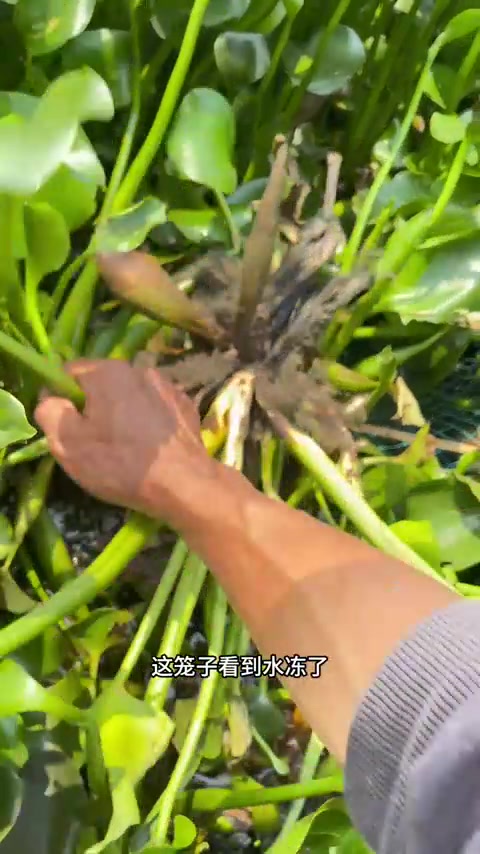 好久没抓过这么肥的土塘角鱼了