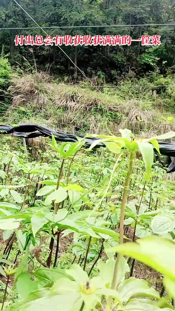 今天带起侄女来到温水虎岗摘野菜,看到七叶一支花好漂亮!