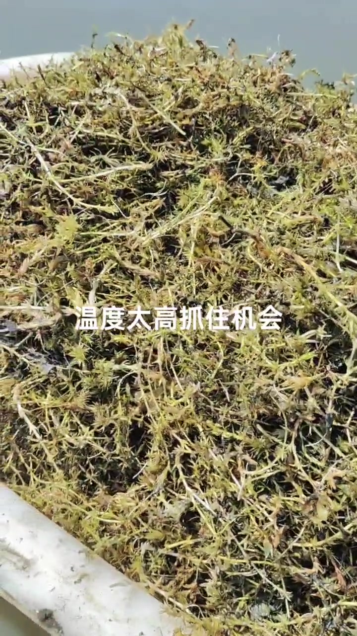 轻松有趣的小龙虾养殖方法！