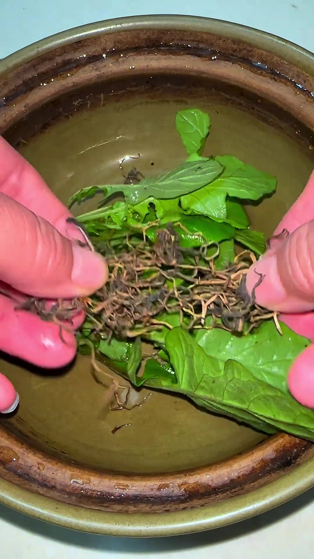 黄鹌菜又称野芥菜，是农村常见的野菜品种